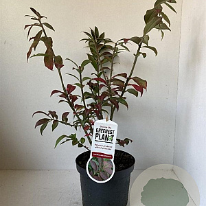 Euonymus alat. 'Compactus' 25-30 cm 3,0L