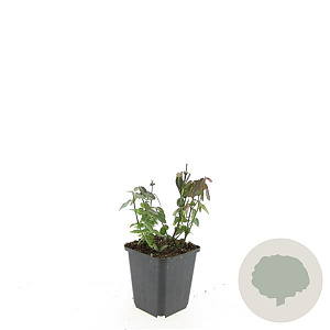 Euonymus fortunei radicans GM P9