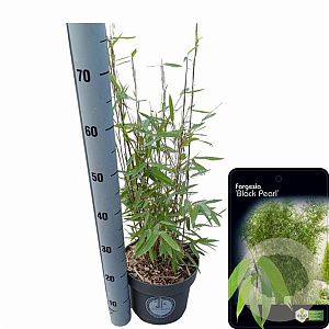 Fargesia 'Black Dragon' 60-80 cm 5,0L