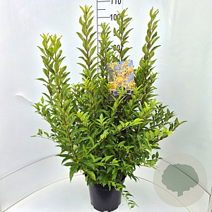 Forsythia int. Minigold 80-100 cm 10L