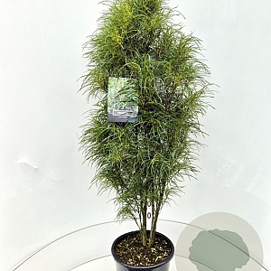 Frangula alnus Fine Line 100-120 cm 15L