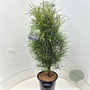 Frangula alnus Fine Line 100-120 cm 15L