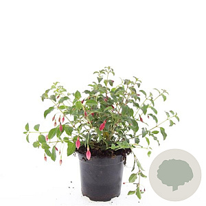 Fuchsia 'Mrs Popple' GM C1.3