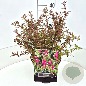 Fuchsia 'Riccartonii' 30-40 cm 10L