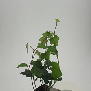 Hedera hibernica GM P9