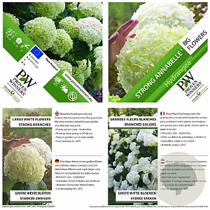 Hydrangea a. Strong Annabelle 40-50 cm 3,0L