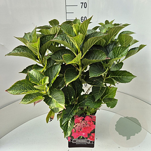 Hydrangea m. 'Rotkehlchen' 40-50 cm 10L