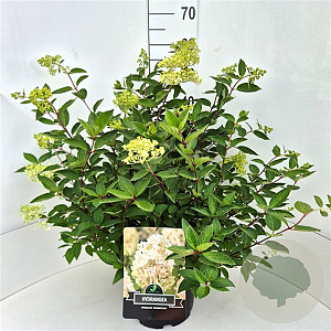 Hydrangea pan. 'Grandiflora' 40-50 cm 10L
