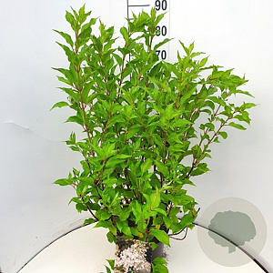 Hydrangea pan. 'Kyushu' 80-100 cm 10L