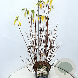 Hydrangea pan. 'Kyushu' 80-100 cm 10L