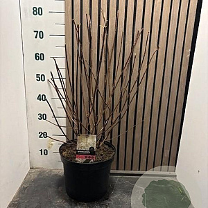 Hydrangea pan. 'Silver Dollar' 50-60 cm 7,5L