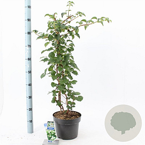 Hydrangea anomala petiolaris 60-70 cm 5,0L met stok