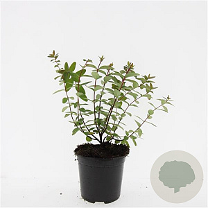 Hypericum dummeri 'Peter Dummer' GM C1.3