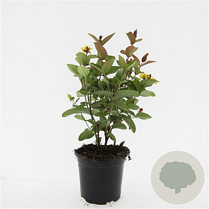 Hypericum i. Magical Red GM C1.3