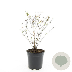 Hypericum kalmianum 'Gemo' GM C1.3