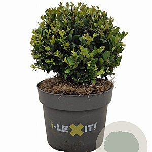 Ilex crenata Dark Green 15 cm 2,0L bol potgekweekt