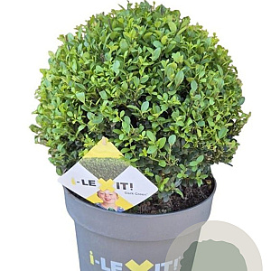 Ilex crenata Dark Green 35 cm 10L bol potgekweekt