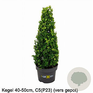 Ilex crenata Dark Green 40-50 cm 5,0L kegel versgepot