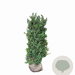 Ilex crenata Dark Green 125-150 cm met kluit struik