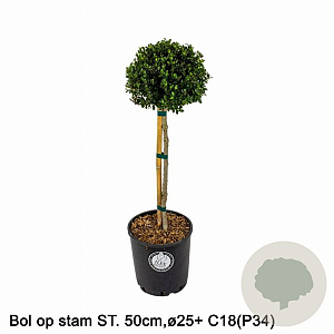 Ilex crenata Dark Green 50 cm stam 12L bol potgekweekt