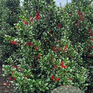 Ilex meserv. Heckenfee 125-150 cm met kluit