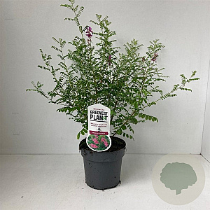 Indigofera heterantha 30-40 cm 2,0L