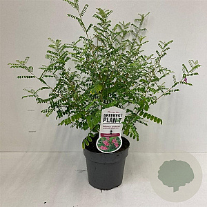 Indigofera heterantha 30-40 cm 2,0L