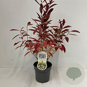 Itea virginica 'Henry's Garnet' 25-30 cm 2,0L