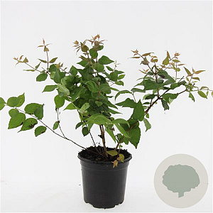 Kolkwitzia amabilis GM C1.3