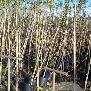 Laburnum anagyroides 175-200 cm 7,5L Gestokt