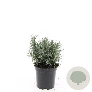 Lavandula ang. 'Munstead' GM C1.3