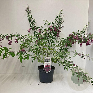 Lespedeza thunbergii 35-40 cm 3,0L
