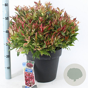 Leucothoe 'Zeblid' 40-50 cm 15L