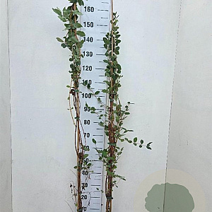 Lonicera caerulea 150-175 cm 5,0L