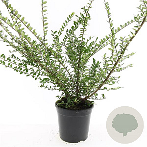 Lonicera nit. 'Elegant' GM C1.3