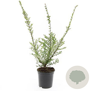 Lonicera nit. 'Elegant' GM C1.3