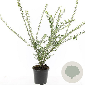 Lonicera nit. 'Elegant' GM C1.3