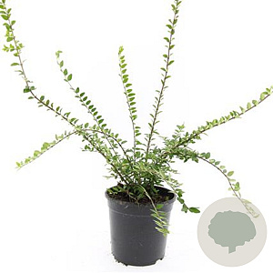 Lonicera nit. 'Maigrün' GM C1.3