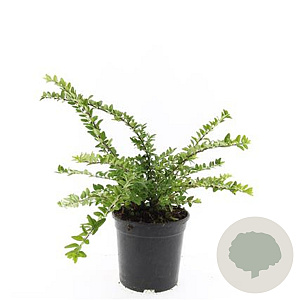 Lonicera nit. 'Maigrün' GM C1.3