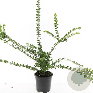 Lonicera nit. 'Maigrün' GM C1.3