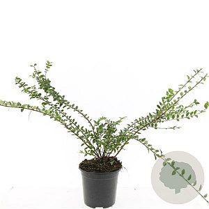 Lonicera nit. 'Maigrün' GM C1.3