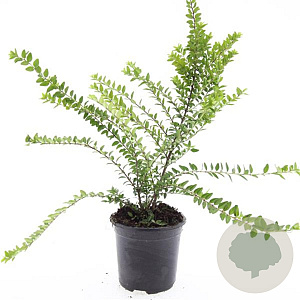 Lonicera nit. 'Maigrün' GM C1.3