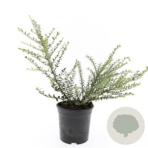 Lonicera nit. 'Silver Beauty' GM C1.3