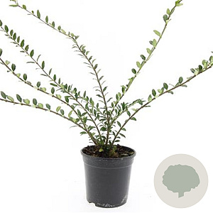 Lonicera pileata GM C1.3