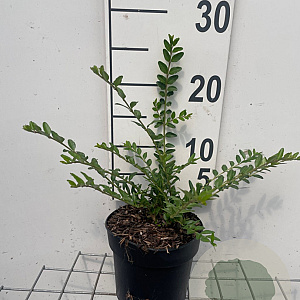 Lonicera pileata GM C1.3