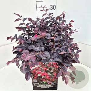 Loropetalum c. 'Pipa's Red' 35-40 cm 10L
