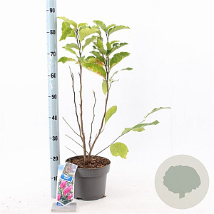 Magnolia 'Susan' 40-50 cm 5,0L