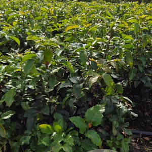 Mahonia aq. 'Apollo' 40-60 cm met kluit