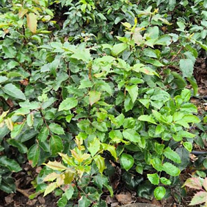 Mahonia aq. 'Apollo' 40-60 cm met kluit