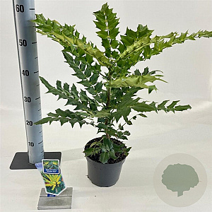 Mahonia media 'Winter Sun' 25-30 cm 2,0L